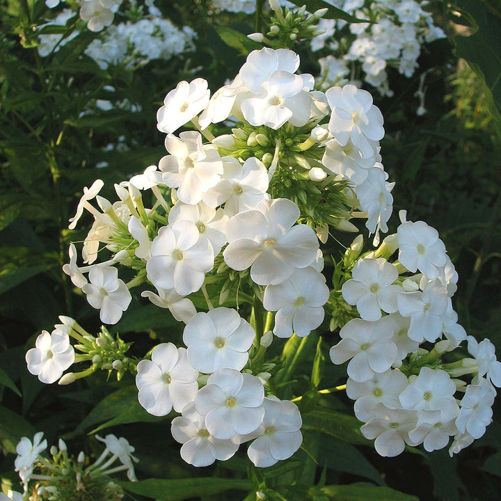 Phlox paniculata 'David'
