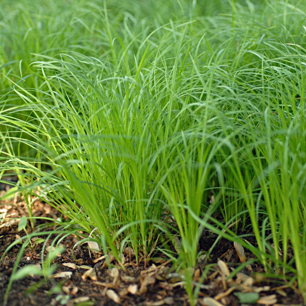 Carex pensylvanica, tray of 32 plugs