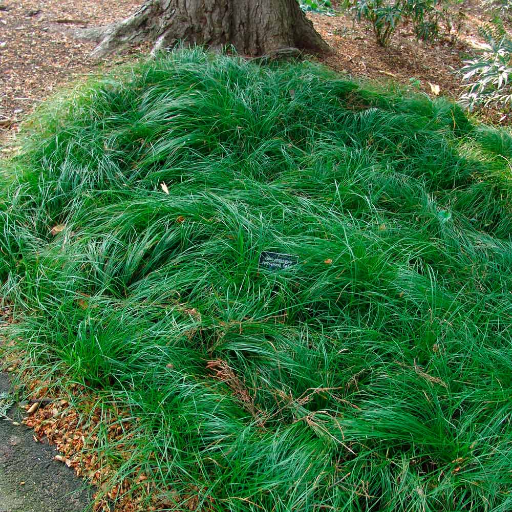 Carex pensylvanica, tray of 32 plugs