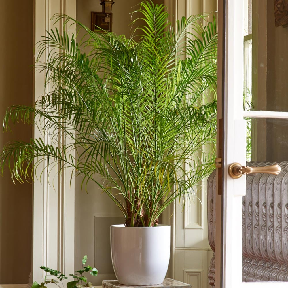 Pygmy Date Palm in ceramic cachepot