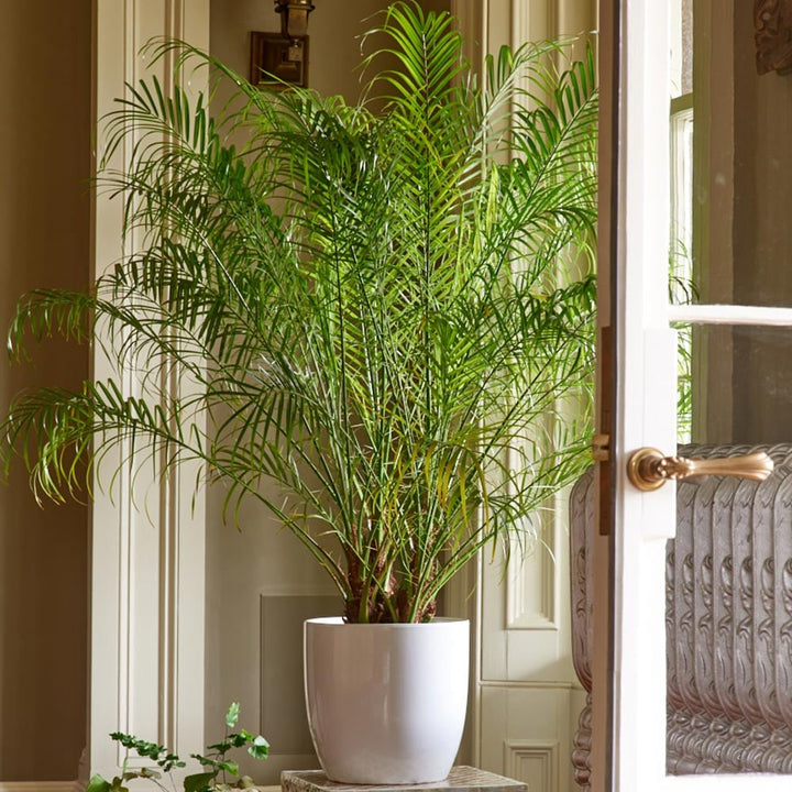 Pygmy Date Palm in ceramic cachepot