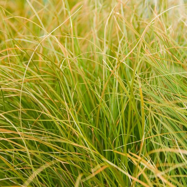 Prairie Morning Container Garden
