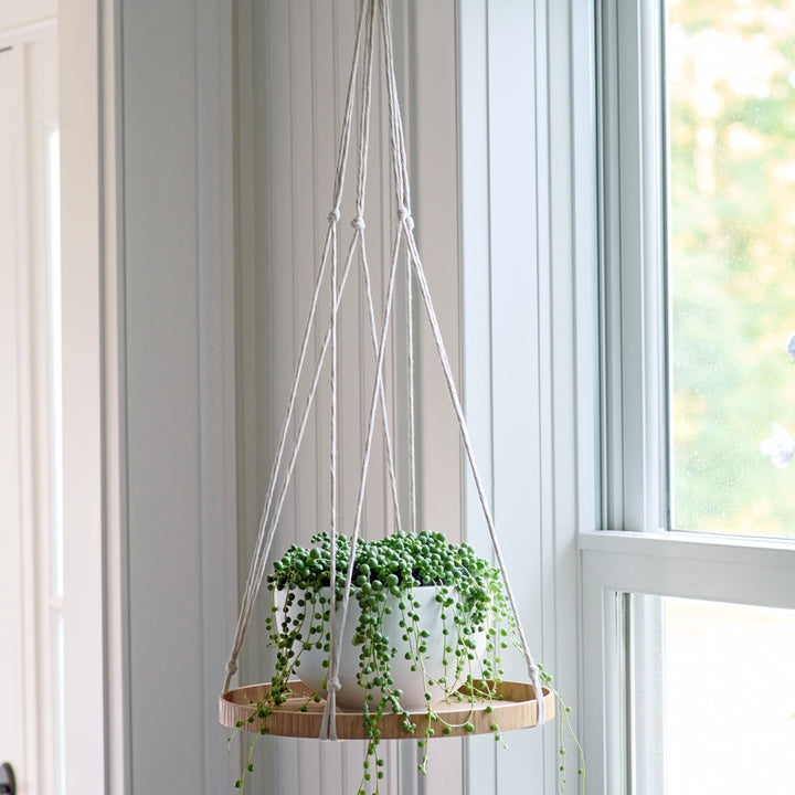 Senecio String of Pearls in white fiberstone bowl