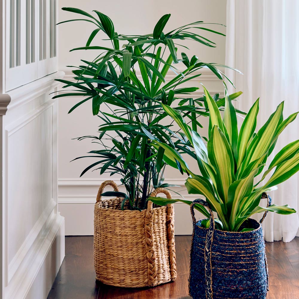 Lady Palm in Water Hyacinth basket