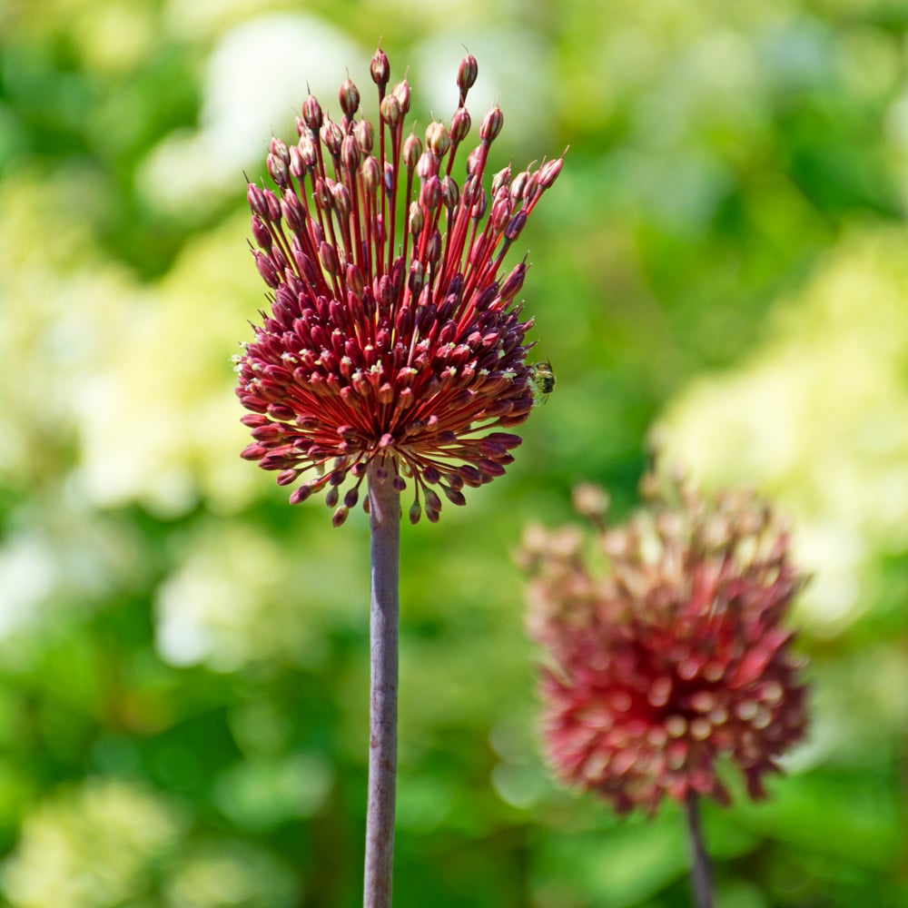 Allium amethystinum 'Red Mohican'