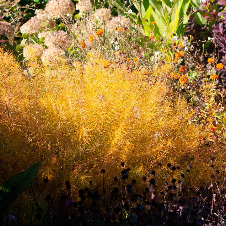Amsonia hubrichtii