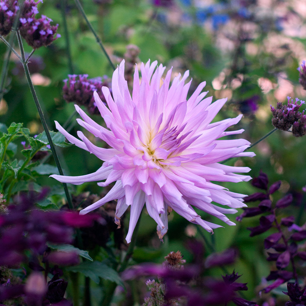 Dahlia 'Mingus Randy'