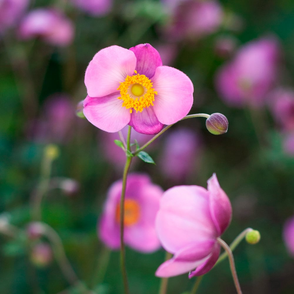 Anemone 'September Charm'