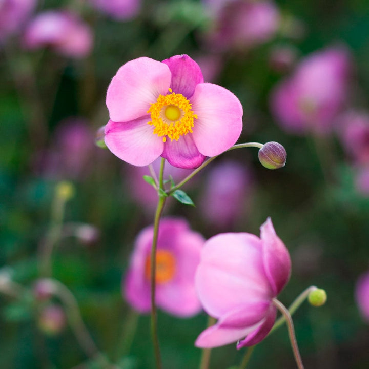 Anemone 'September Charm'