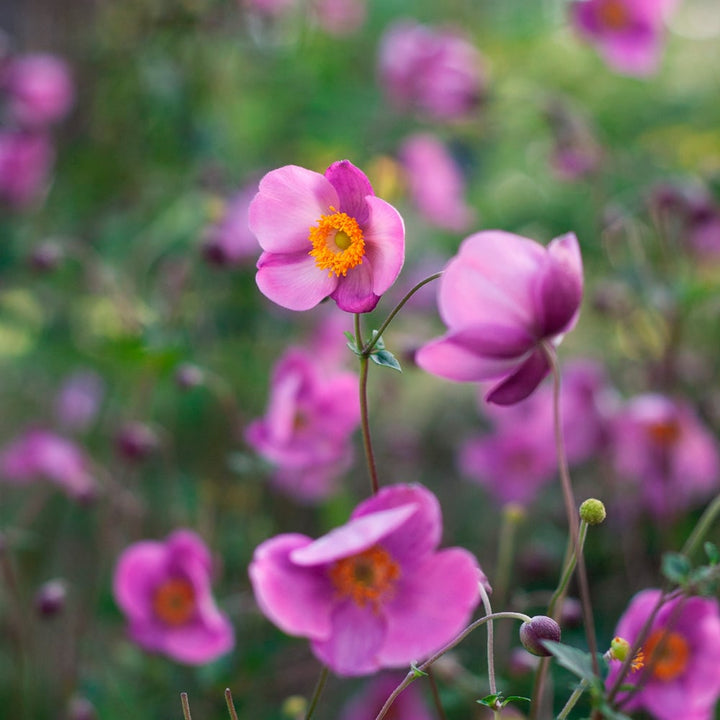Anemone 'September Charm'