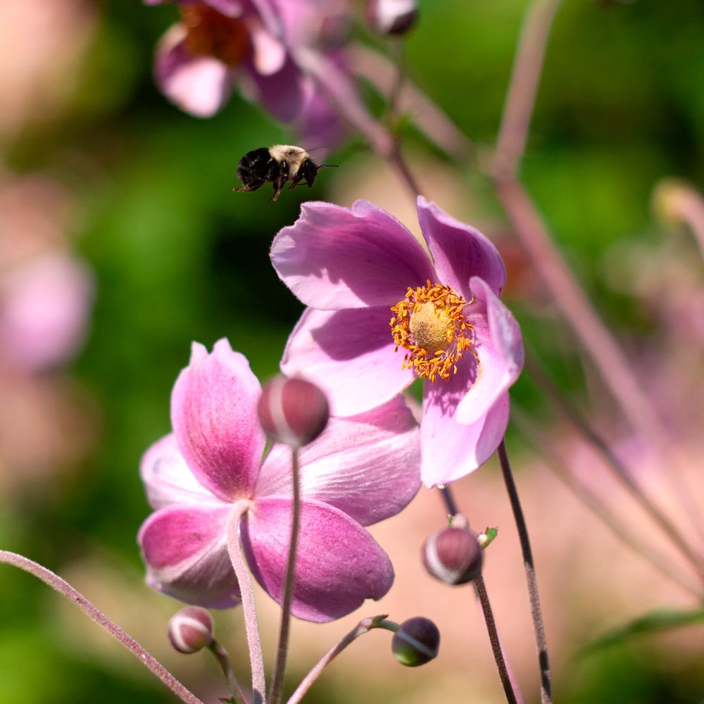 Anemone 'Robustissima'