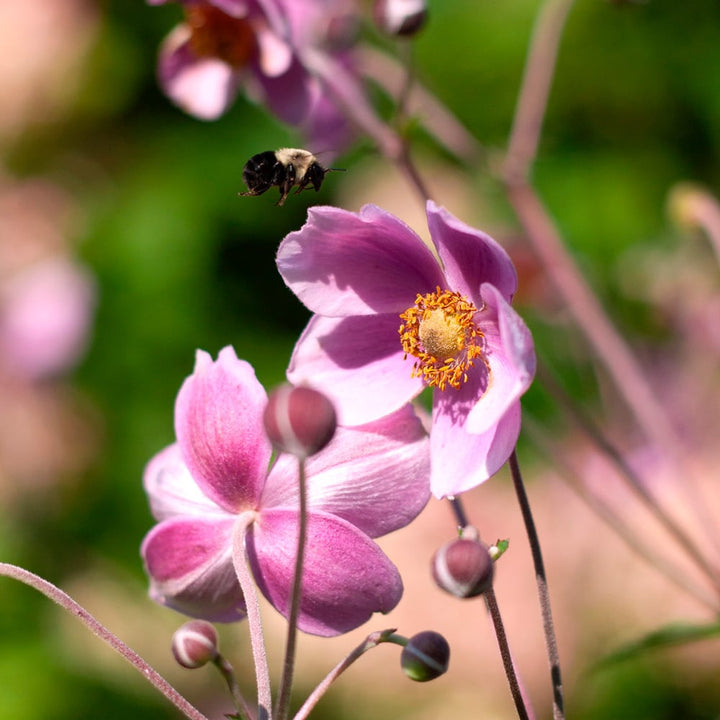 Anemone 'Robustissima'