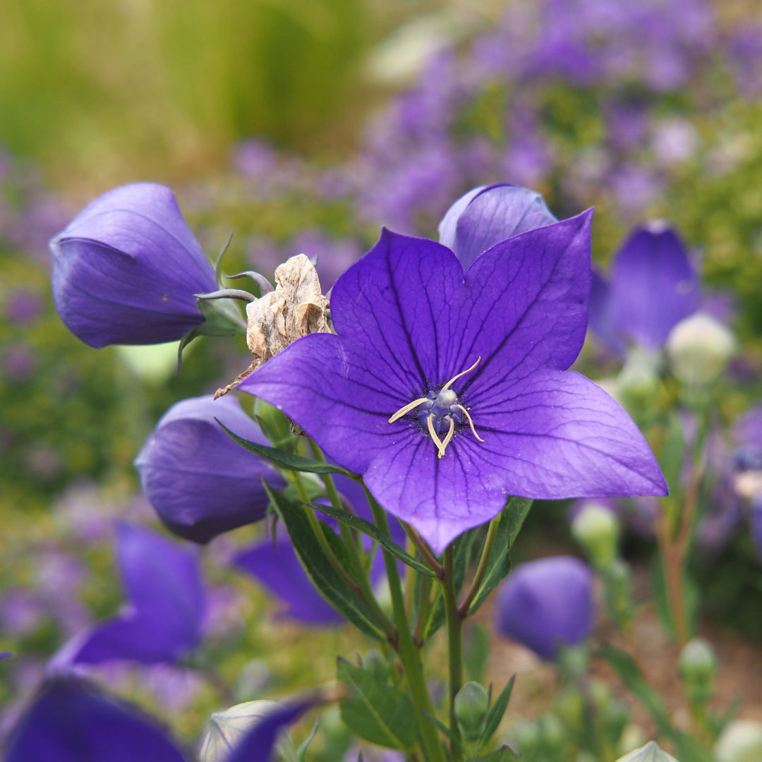 Platycodon grandiflorus 'Astra Blue'