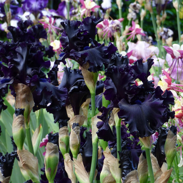 Iris germanica 'All Night Long'