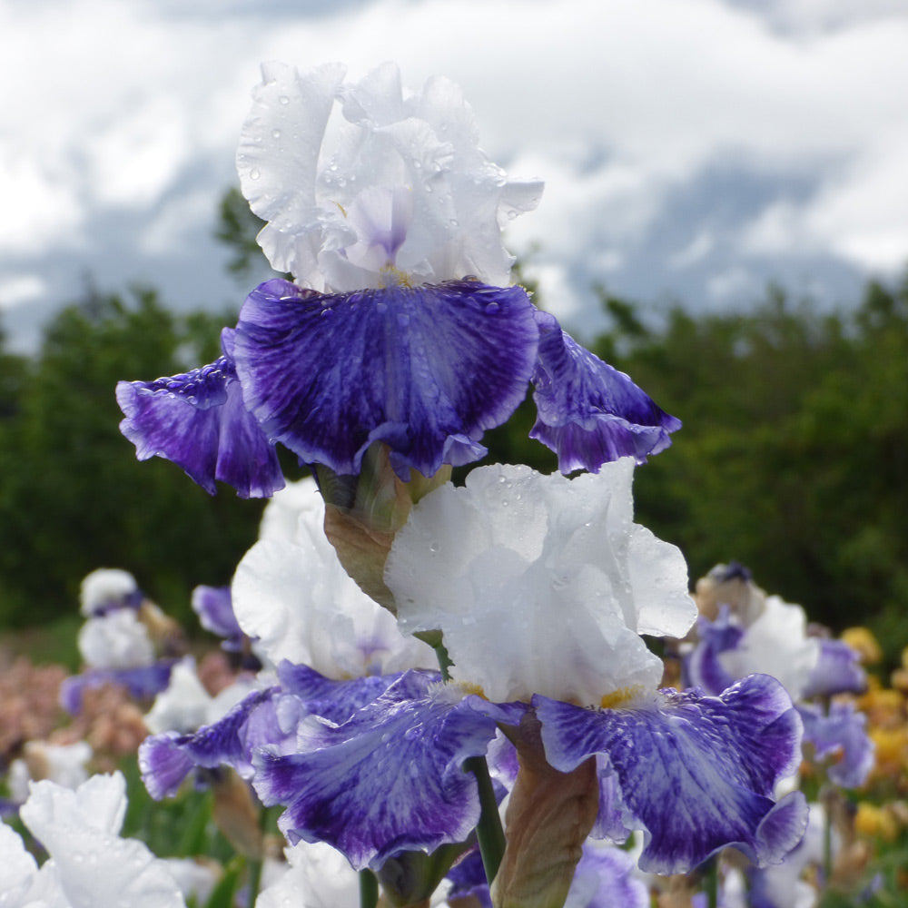 Iris germanica 'Tillamook Bay'