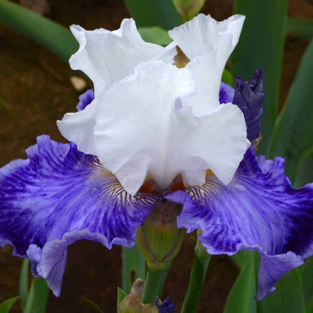 Iris germanica 'Tillamook Bay'