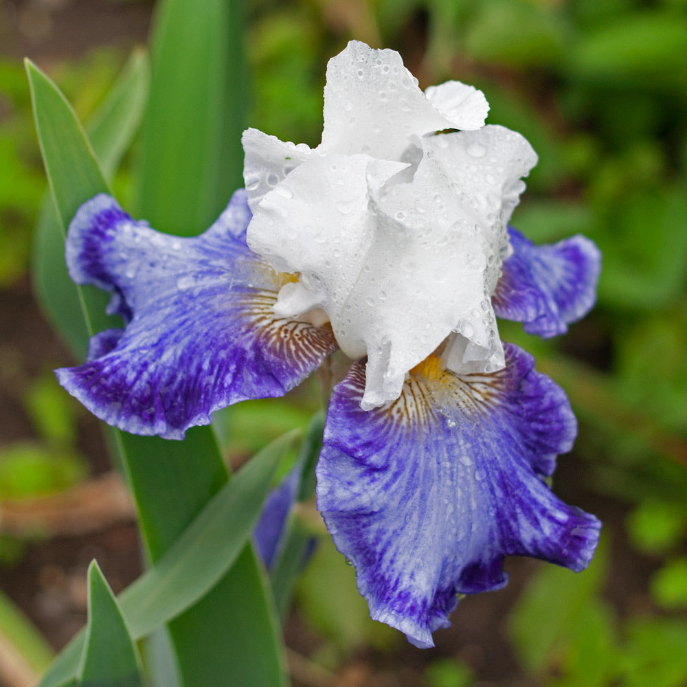 Iris germanica 'Tillamook Bay'