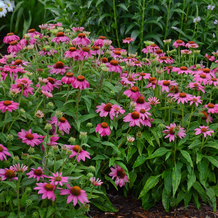Echinacea purpurea PowWow® Wild Berry