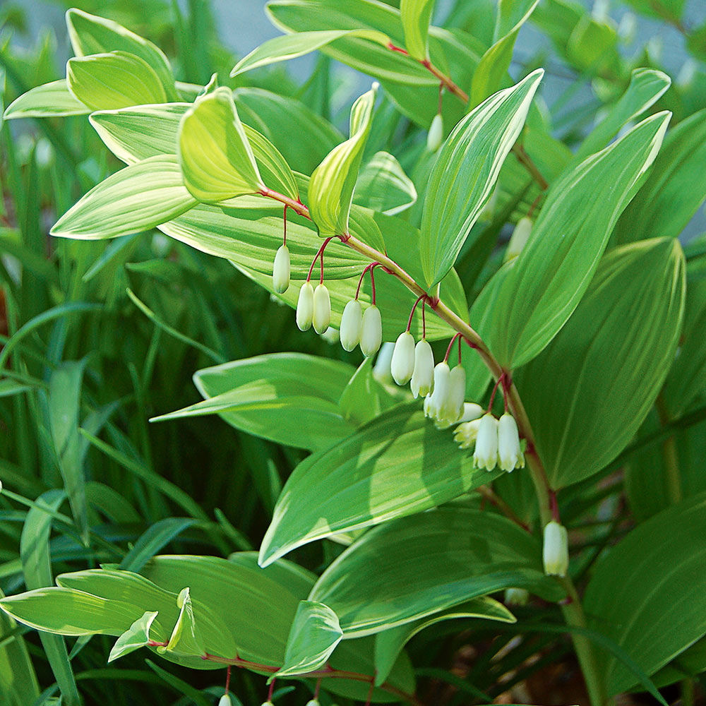 Polygonatum odoratum 'Variegatum'