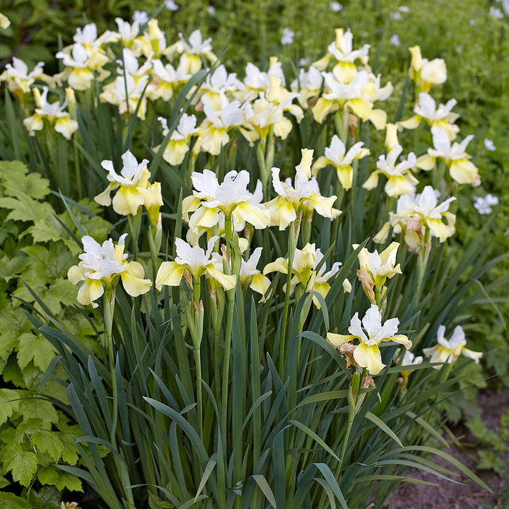 Wings Over Water Siberian Iris Collection