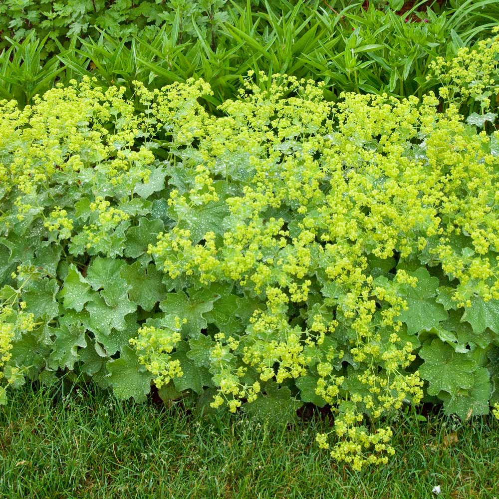 Alchemilla mollis