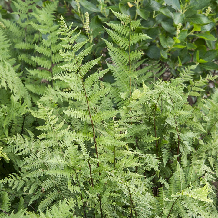 Athyrium filix-femina