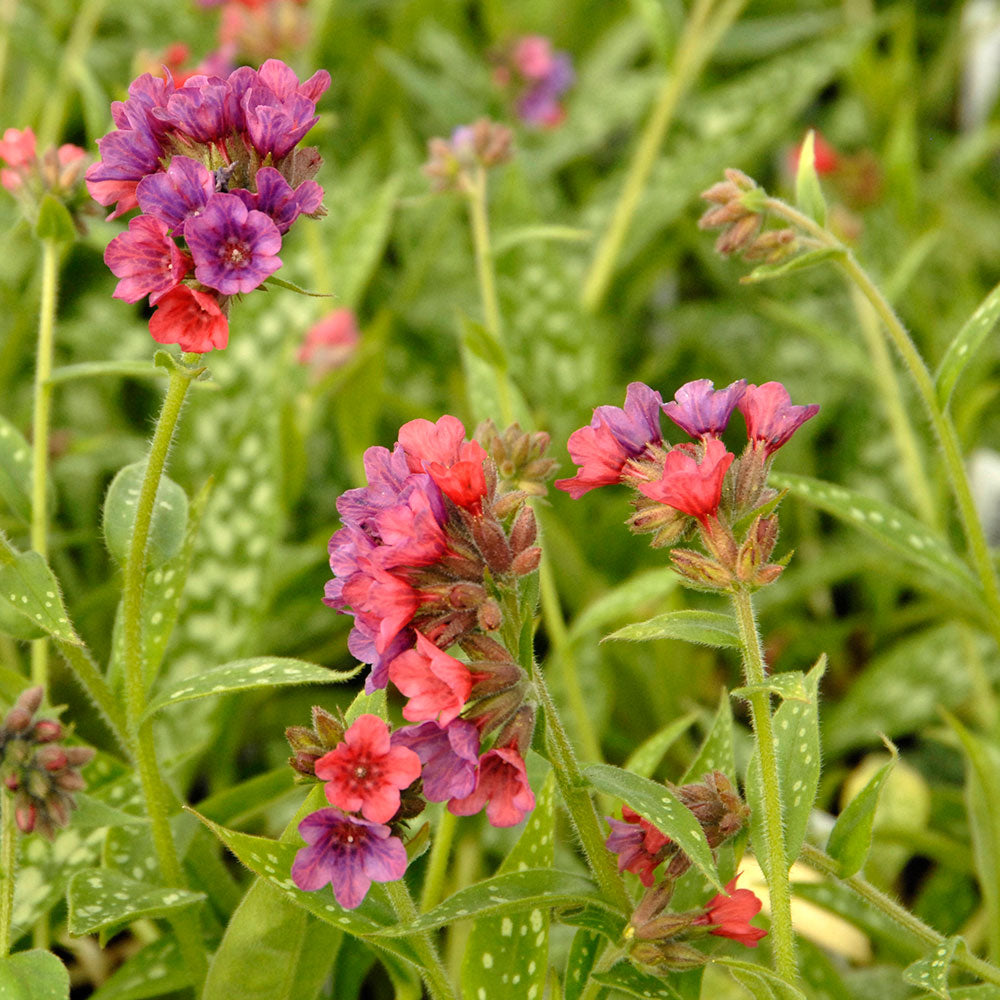 Pulmonaria 'Raspberry Splash'