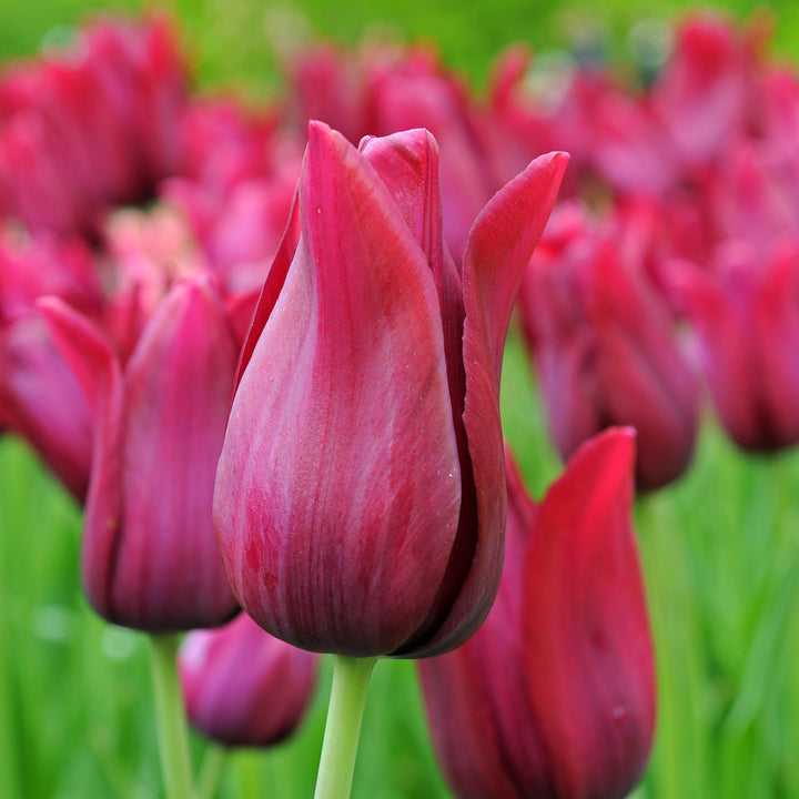 Tulip 'Merlot'