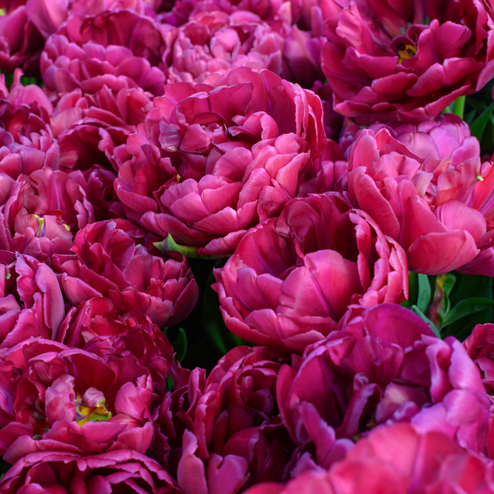 Tulip 'Alison Bradley'