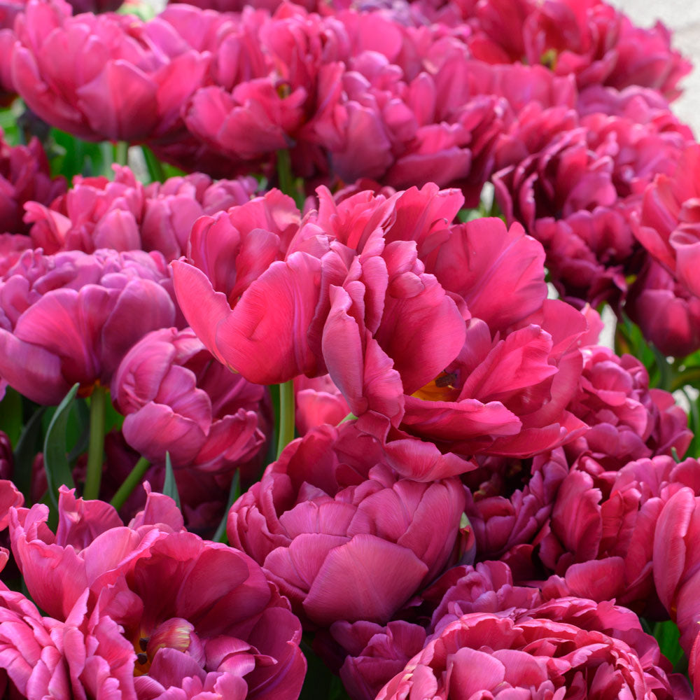 Tulip 'Alison Bradley'