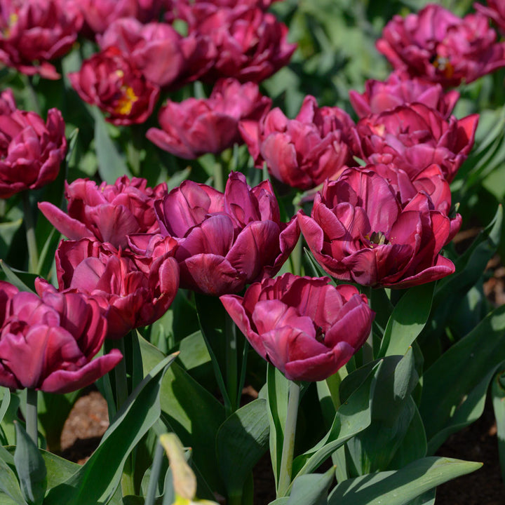 Tulip 'Alison Bradley'