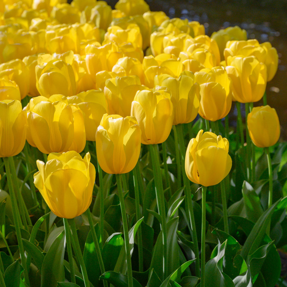 Tulip 'Novi Sun'