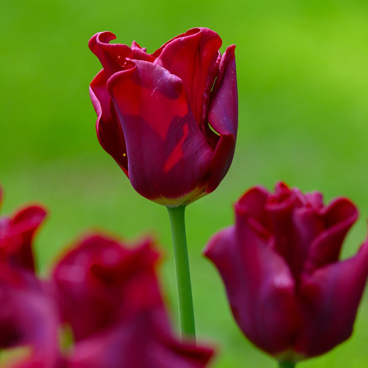 Tulip 'Red Dress'