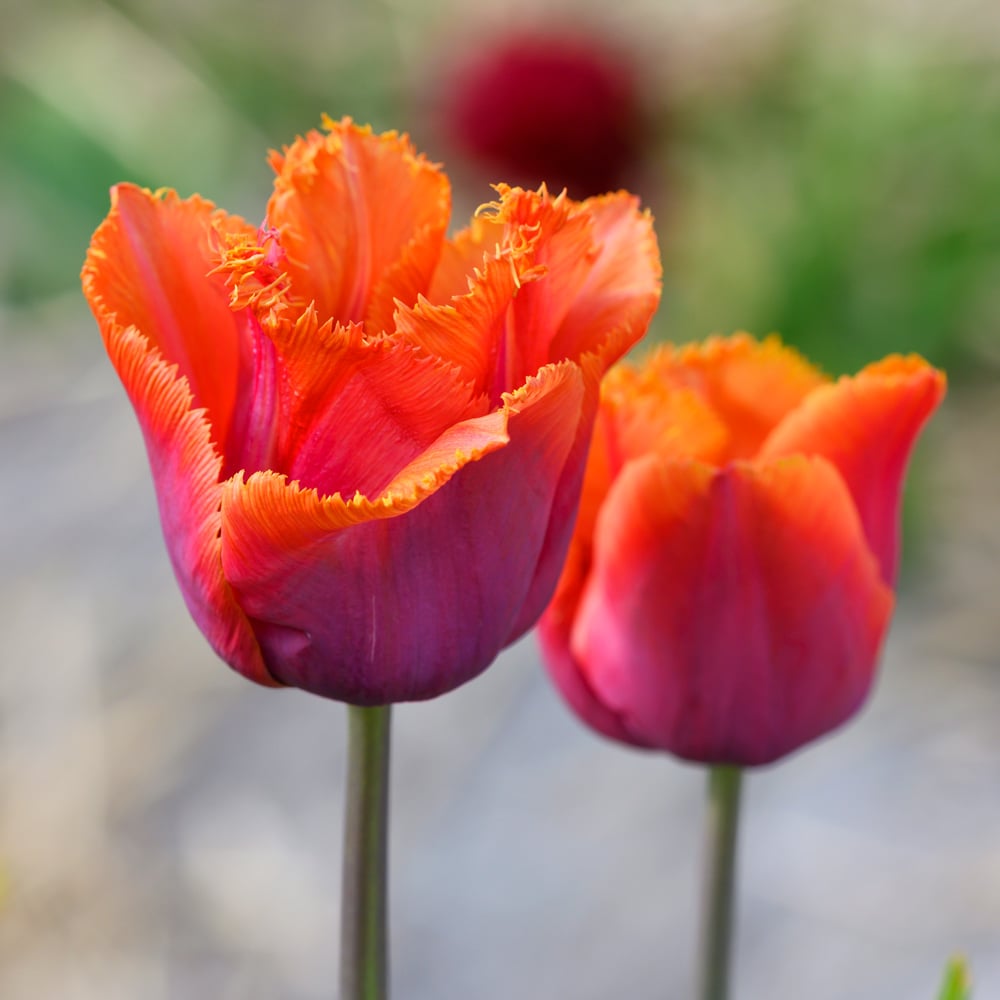 Tulip 'Louvre Orange'