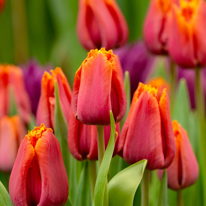 Tulip 'Louvre Orange'