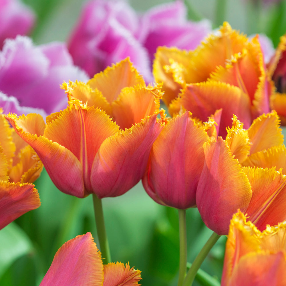 Tulip 'Louvre Orange'