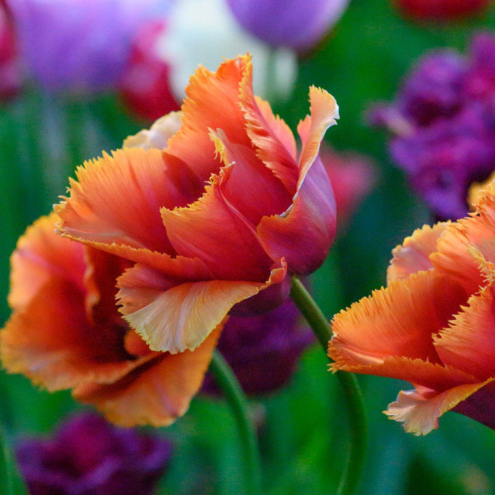 Tulip 'Louvre Orange'