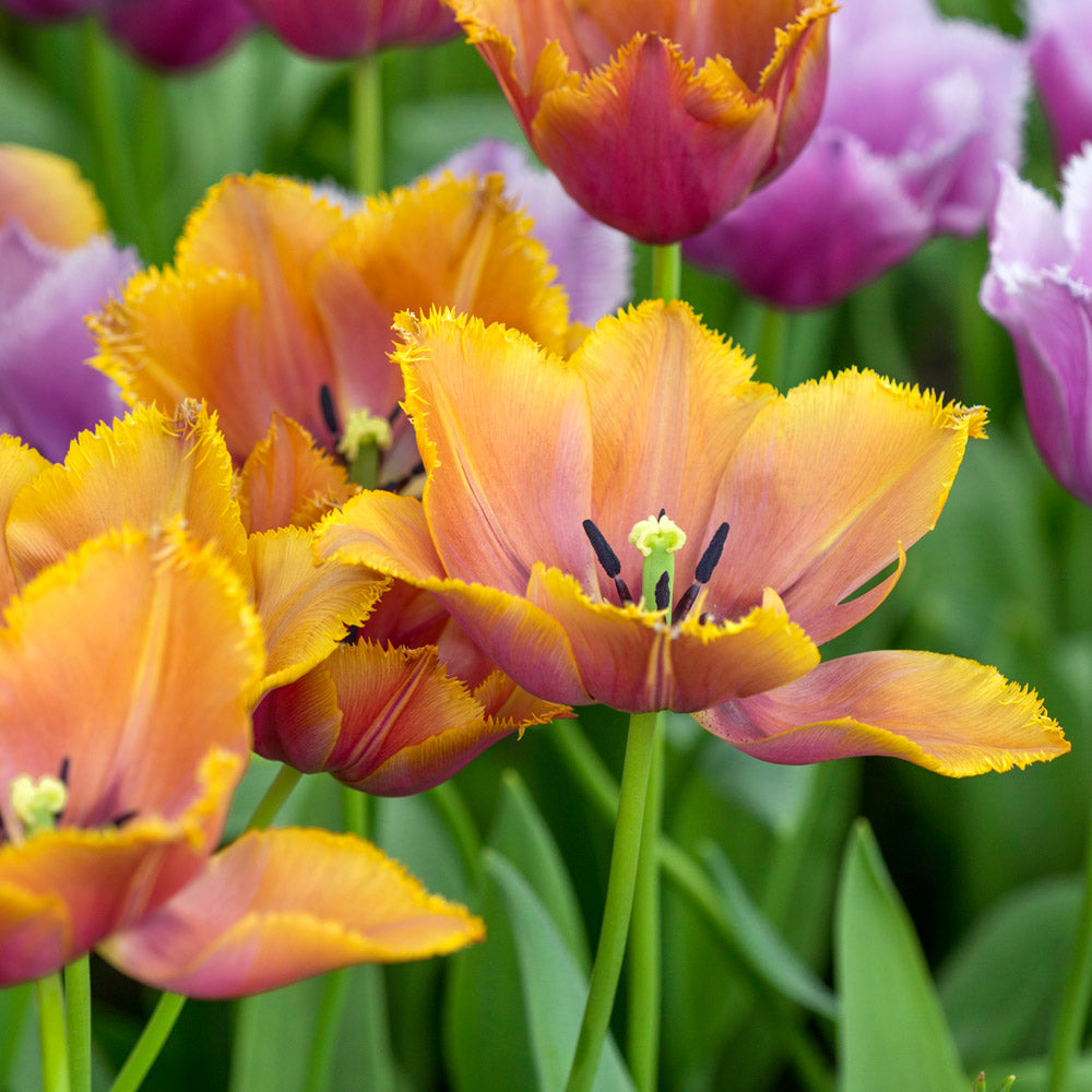 Tulip 'Louvre Orange'