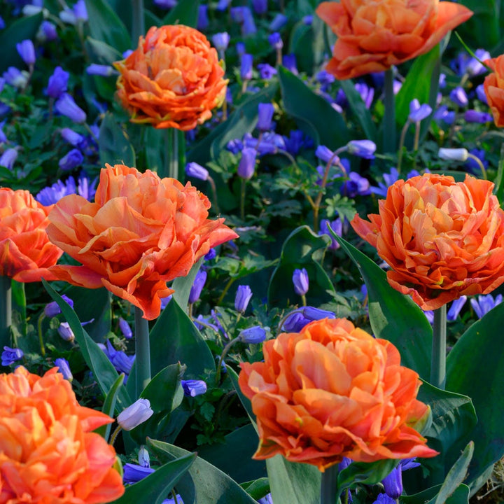 Tulip 'Valdivia'