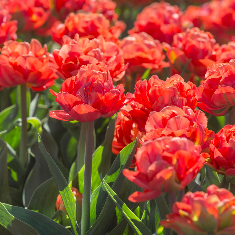Tulip 'Valdivia'