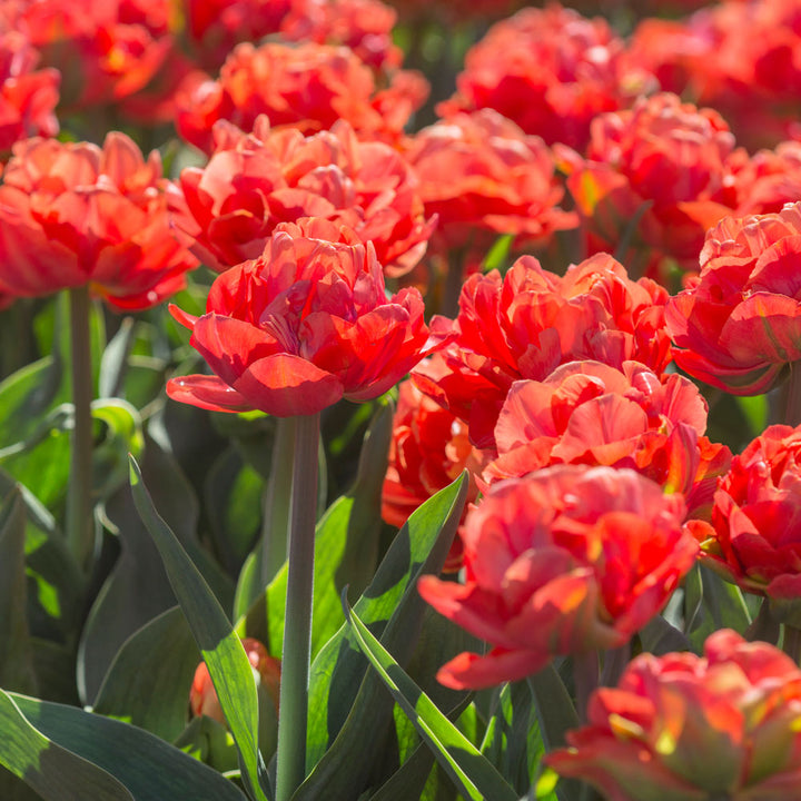 Tulip 'Valdivia'