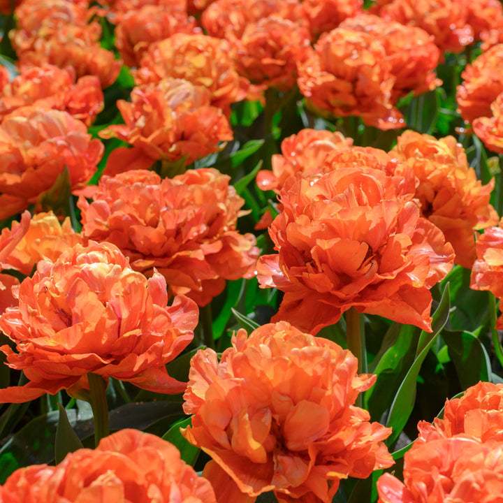 Tulip 'Valdivia'