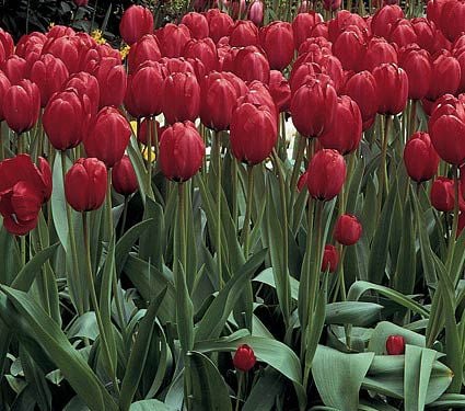 Impression Mix of Tulips