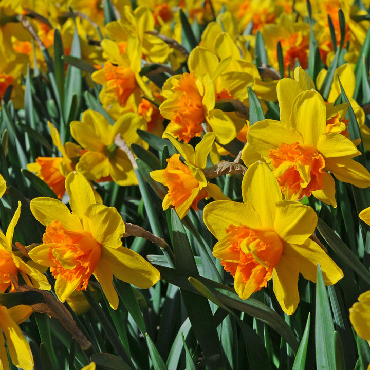 Narcissus 'Sizzling Fire'