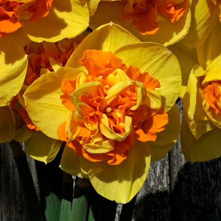 Narcissus 'Sizzling Fire'