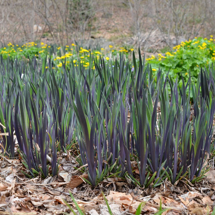 Iris versicolor 'Purple Flame'