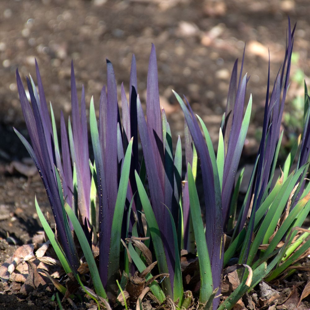 Iris versicolor 'Purple Flame'