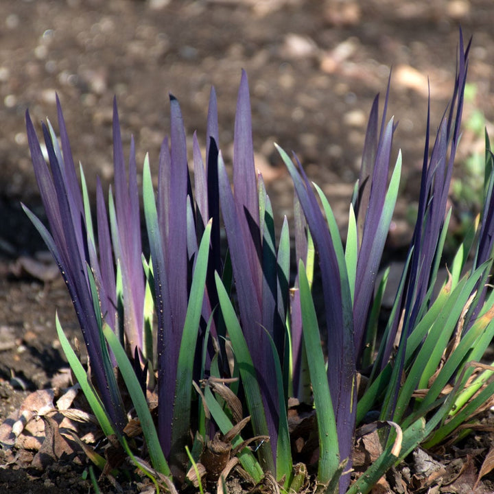 Iris versicolor 'Purple Flame'