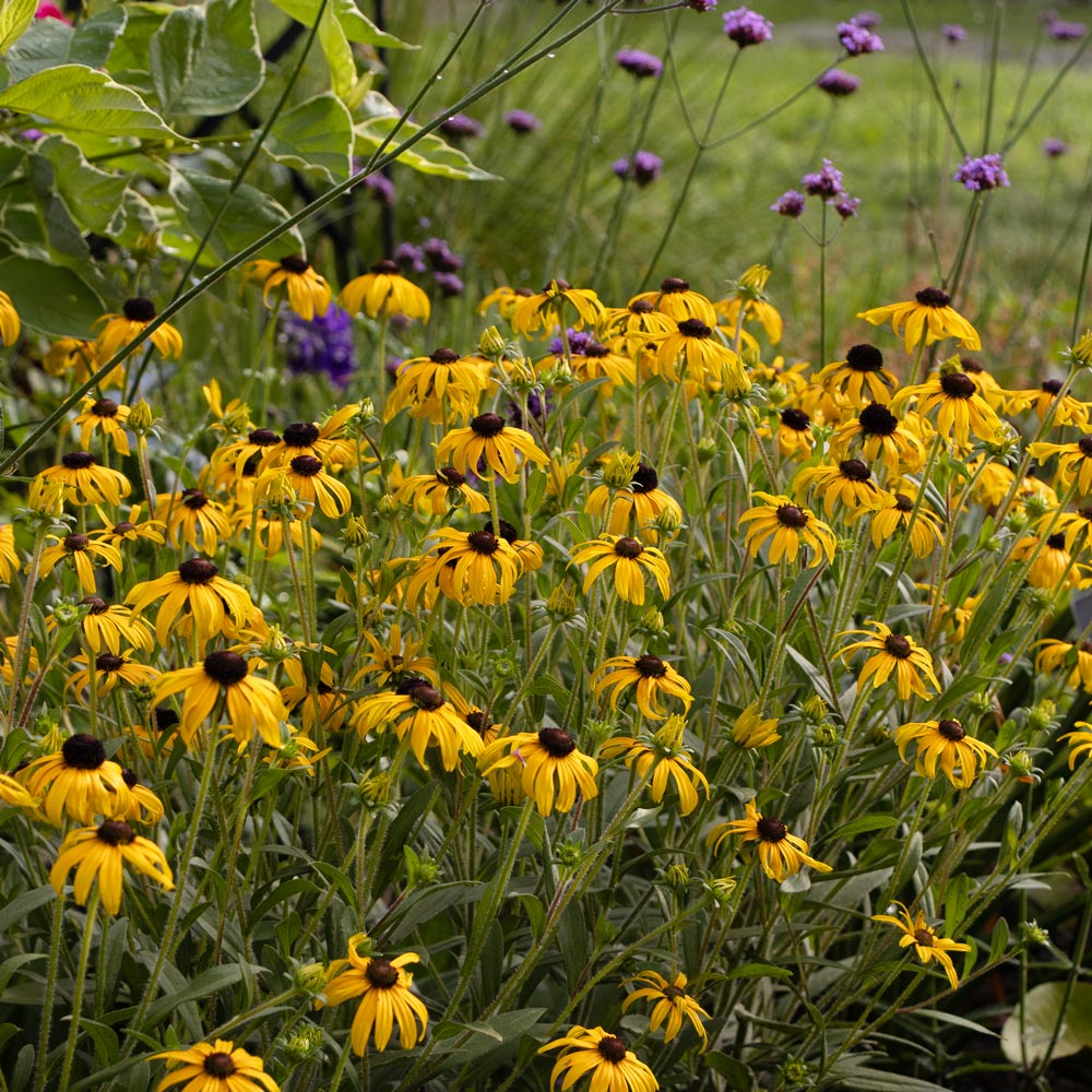 Rudbeckia 'American Gold Rush'
