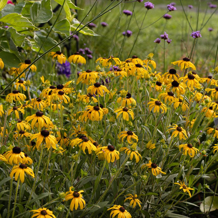 Rudbeckia 'American Gold Rush'